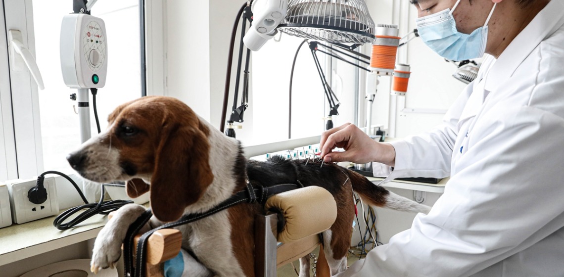 La Medicina Tradicional China metió el perro